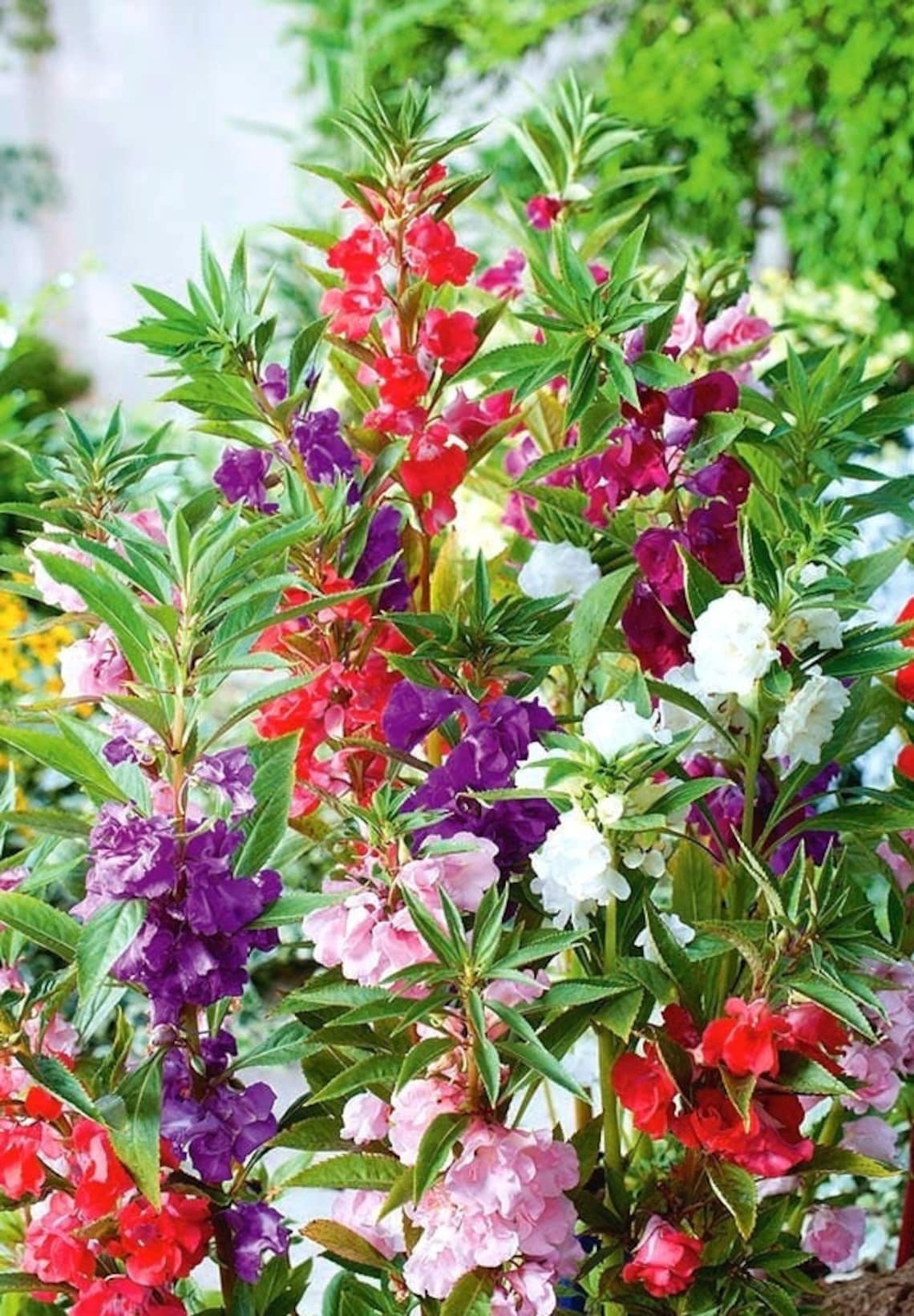 Balsamines in the Garden