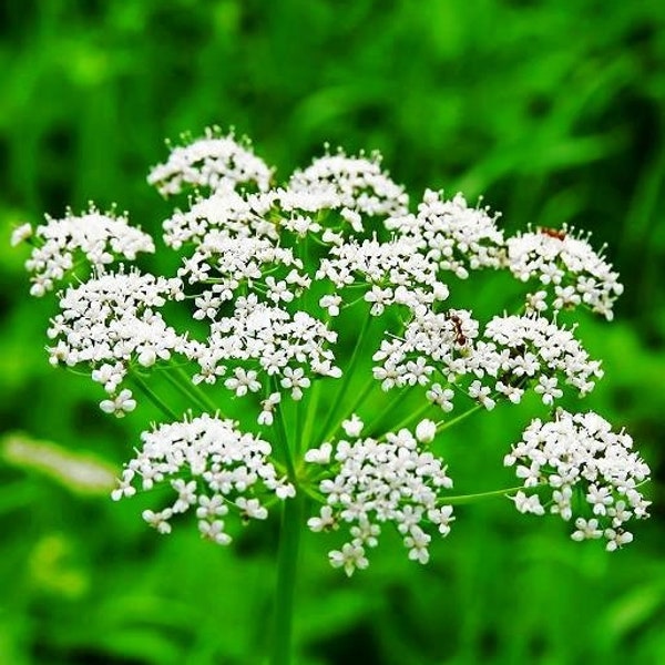 Anís, Pimpinella anisum, 100 semillas, no transgénico, 0,5 g