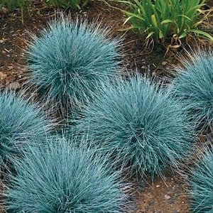 Blauschwingelgras , non GMO - Samen