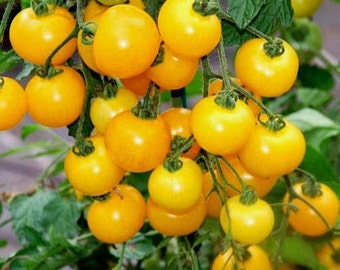 Grape Lemon Tomato, non GMO, seeds