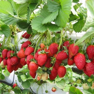 Strawberry Temptation / Fragaria x ananassa / Very sweet. Easy growing seeds image 1