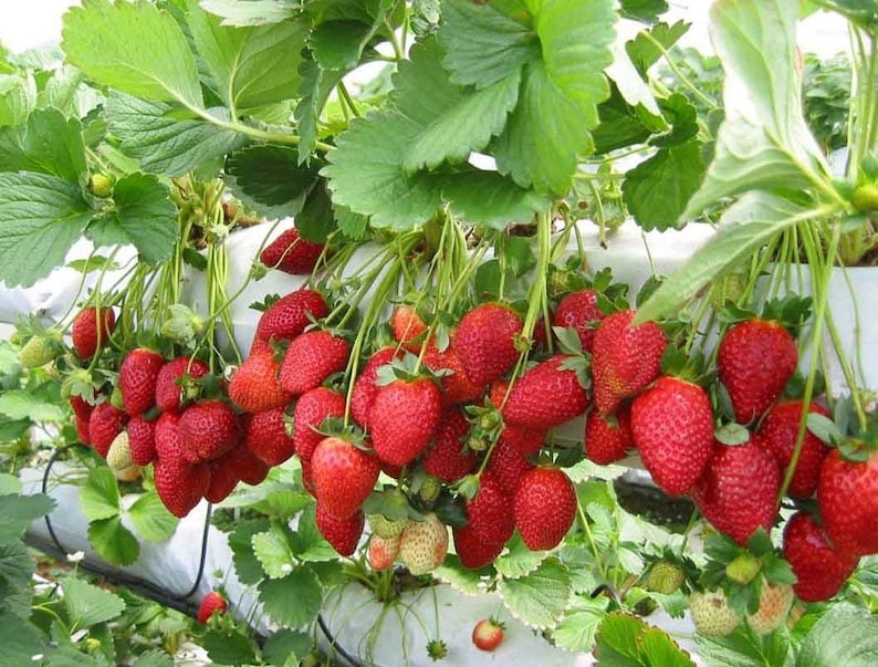 Strawberry Temptation / Fragaria x ananassa / Very sweet. Easy growing seeds image 1