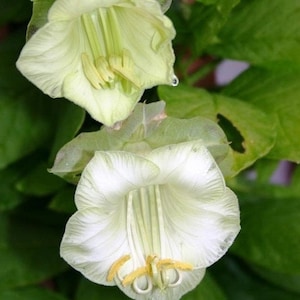 Cathedral Bells WHITE Climbing Kobea, non GMO - Seeds