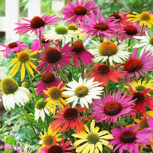 Coneflower, Echinacea Flowers MIX collors, 1g / 100 Seeds, Echinacea sp., GMO FREE