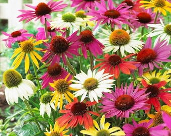 Coneflower, Echinacea Flowers MIX collors, 1g / 100 Seeds, Echinacea sp., GMO FREE