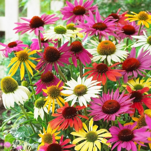 Coneflower, Echinacea Flowers MIX collors, 1g / 100 Seeds, Echinacea sp., OGM FREE