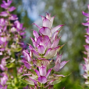 Salvia seeds, 0.5 g/50 Seeds, Salvia sclera, Goo Free