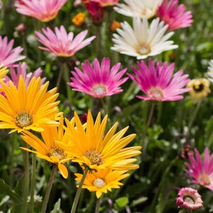 Arctotis, African Daisy, Organic, Non GMO, 80 Seeds image 4