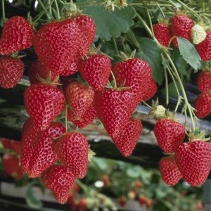 Strawberry Temptation / Fragaria x ananassa / Very sweet. Easy growing seeds image 2