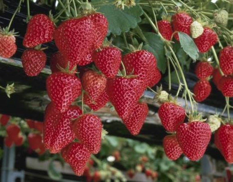 Strawberry Temptation / Fragaria x ananassa / Very sweet. Easy growing seeds image 2