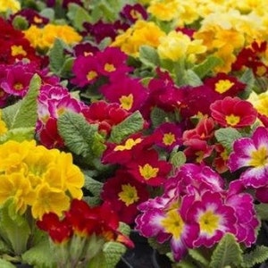 Primrose Mixed Colors, 0.1 g / 100 Seeds, Primula elatior, GMO free image 4