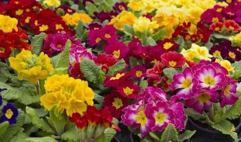 Primrose Mixed Colors, 0.1 g / 100 Seeds, Primula elatior, GMO free image 4