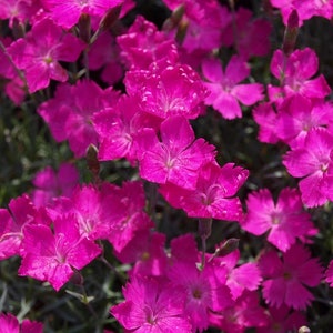 Carnation Cheddar Pink Flowers, 0.2g / 100 Organic Seeds, Dianthus Gratianopolitanus, GMO FREE