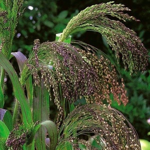 Könnte beinhalten: Nahaufnahme einer Pflanze mit langen, herabhängenden, purpurbraunen Samenköpfen. Die Pflanze hat grüne Blätter und Stängel.