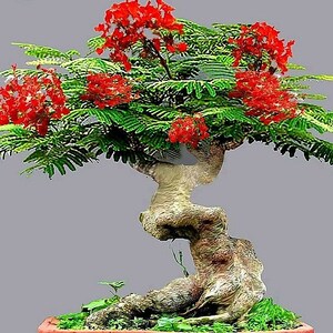 Flamboyant Flame Tree, Delonix Regia, Royal Ponciana, GMO free, 5 Seeds image 3