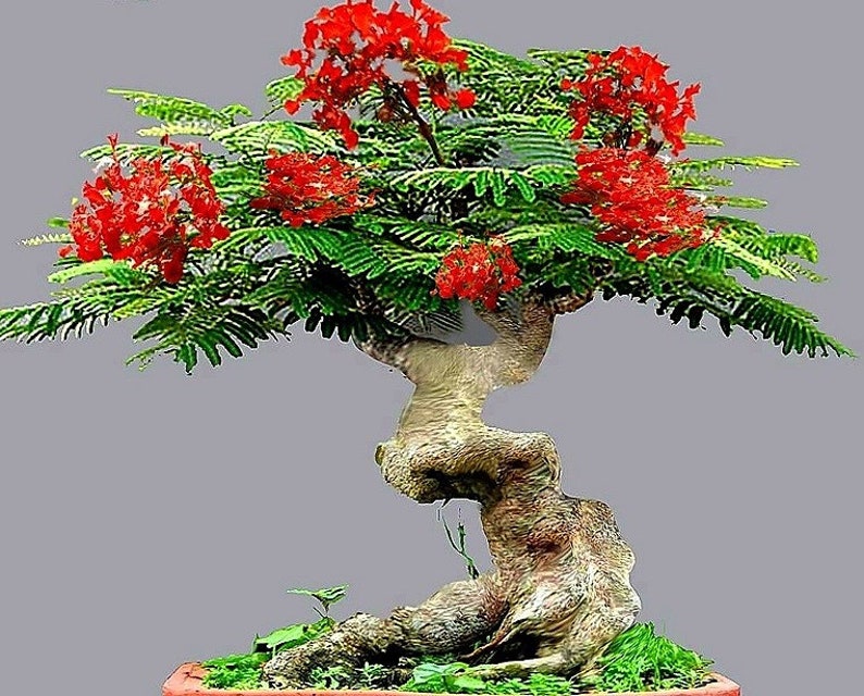 Flamboyant Flame Tree, Delonix Regia, Royal Ponciana, GMO free, 5 Seeds image 3