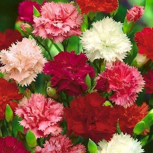 Garden Carnation &quot;Chabaud&quot; Mix, non GMO, 100 Seeds