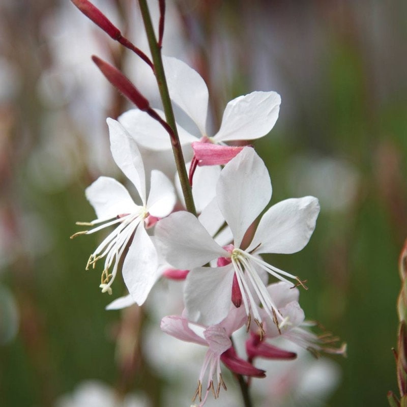 Gaura seeds - Etsy 日本