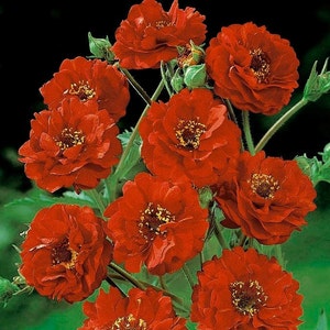 Geum chiloense, scarlet avens, Chilean avens, Double Bloody Mary, Grecian rose, Mix, non GMO, 50 Seeds