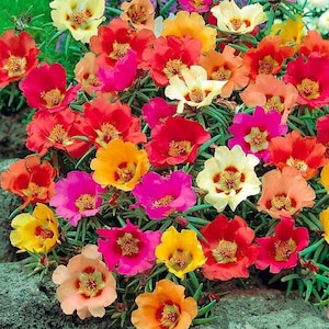 Moss Rose Mix Colors, non GMO, Seeds, Portulaca grandiflora