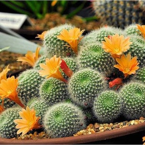 Mix of Cactus - GMO Free - 30 Seeds