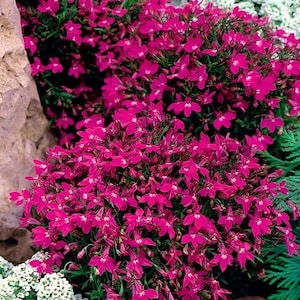 Lobelia Cape Carmine, Pink-Red Flowers non GMO, 0.1g / 200 Seeds Lobelia Erinus image 1