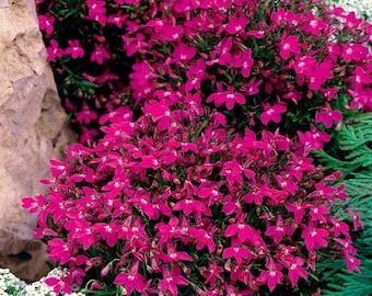 Lobelia Cape Carmine, Pink-Red Flowers non GMO, 0.1g / 200 Seeds - Lobelia Erinus