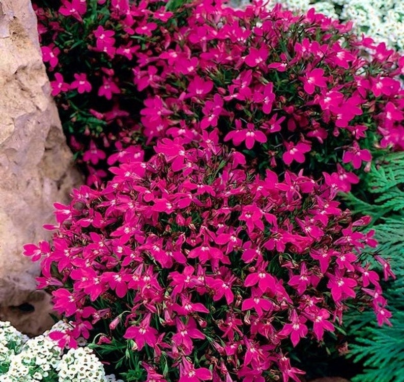 Lobelia Cape Carmine, Pink-Red Flowers non GMO, 0.1g / 200 Seeds Lobelia Erinus image 1