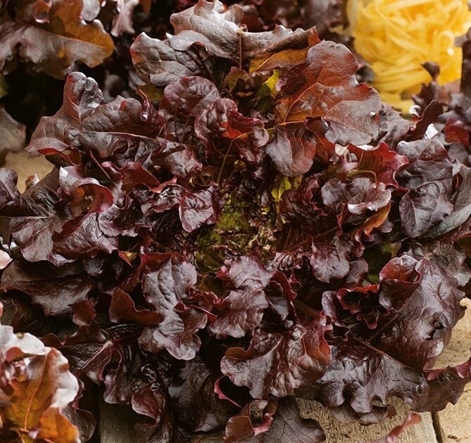 Lettuce - leaf,  Red Salad Bowl, 1g - 250 Seeds, Lactuca Sativa, Non GMO