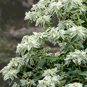 Euphorbia marginata snow-on-the-mountain, smoke-on-the-prairie, variegated spurge, whitemargined spurge, GMO free, seeds image 2