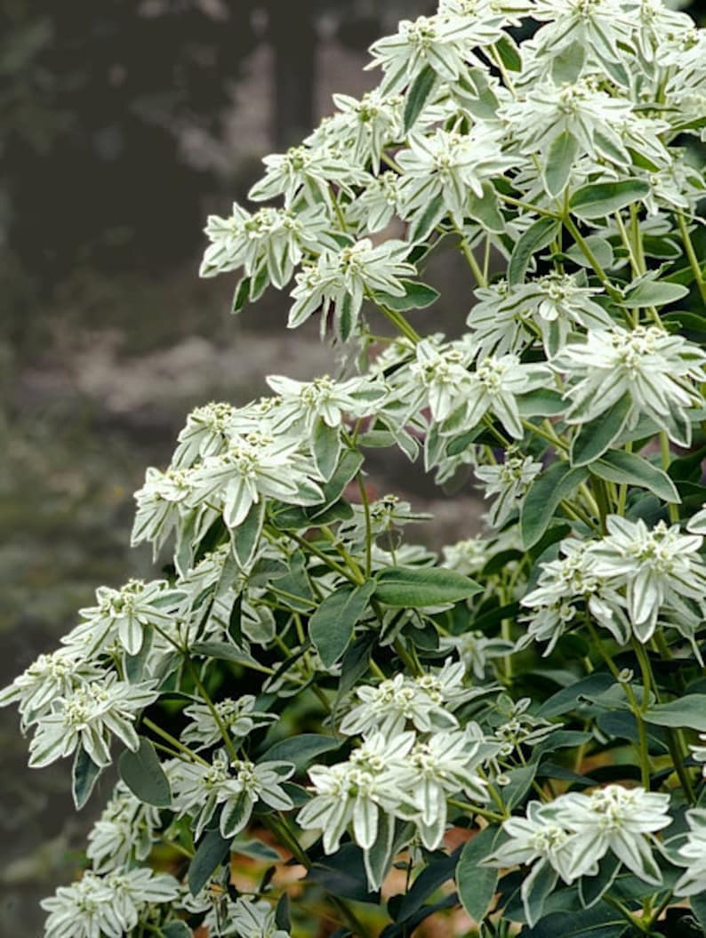 Euphorbia marginata snow-on-the-mountain, smoke-on-the-prairie, variegated spurge, whitemargined spurge, GMO free, seeds image 2