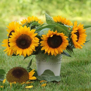 Decorative Sunflower Taiyo 2g / 50 Seeds, Helianthus Annuus, GMO FREE