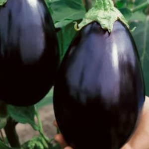 Eggplant Black Beauty, 1 g / 100 seeds, Solanum melongena, non GMO