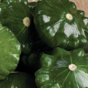 Summer squash, patison Gagat, 3 g / 15 Premium Seeds, Cucurbita pepo, GMO Free