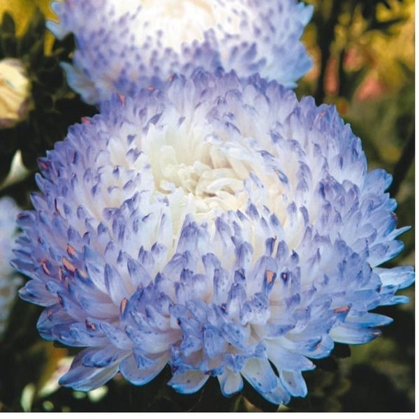 Pivoine Aster Chinoise Bleu Blanc - sans OGM - 200 graines