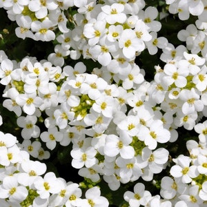 Alpine rock-cress white flowers, 0.3 g / 200 aseed, Arabis alpina, GMO Free