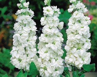 Garden Stock white, Matthiola incana white, Brompton stock, gilly-flower , 150 Seeds, Non GMO