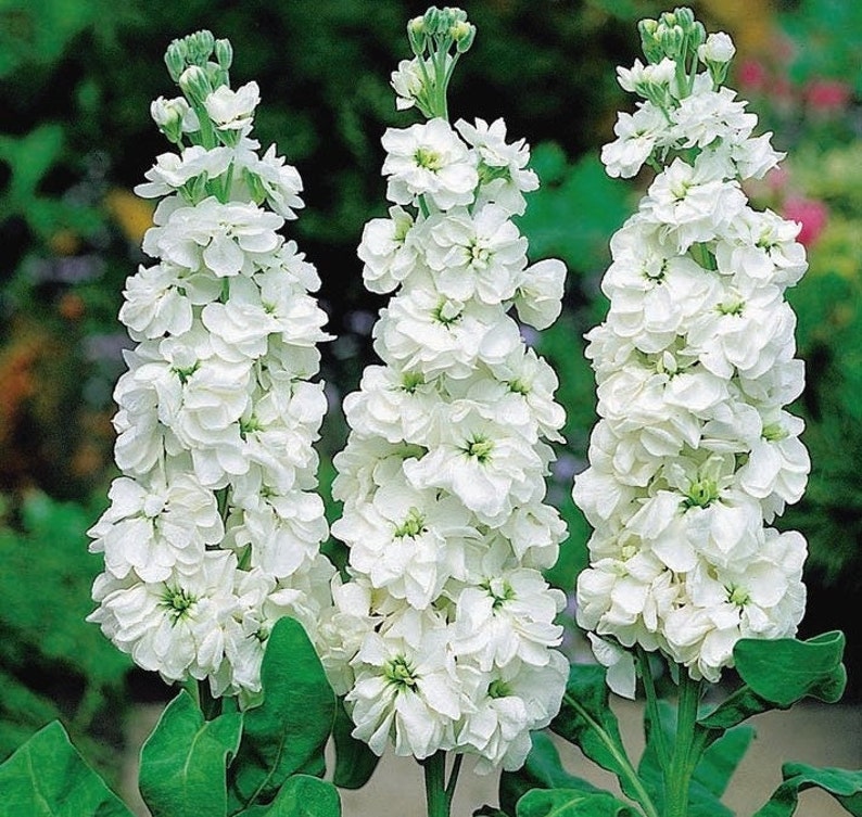 Garden Stock white, Matthiola incana white, Brompton stock, gilly-flower , 150 Seeds, Non GMO image 1
