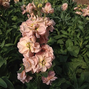 Garden Stock, Matthiola incana, Brompton stock, gilly-flower, Salmon Colored Flowers 0.5 g / 100 Seeds, Matthiola incana Non GMO image 4