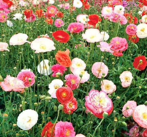 Buy Poppy Mixed Colors 500 Seeds, Non GMO Online in India - Etsy