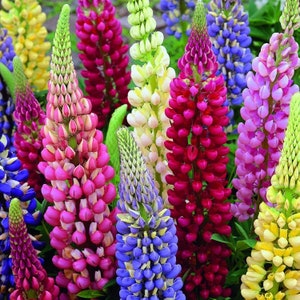 Perennial Lupine Mix of colors, 1g / 30 Seeds, Lupinus Polyphyllus, GMO FREE