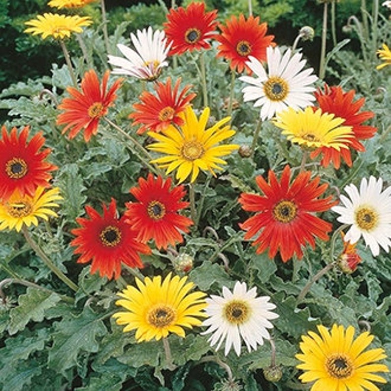 Arctotis, African Daisy, Organic, Non GMO, 80 Seeds image 3