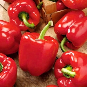 Pepper - California Wonder, 0.5g / 30 Organic Seeds, Capsicum Annuum, GMO FREE