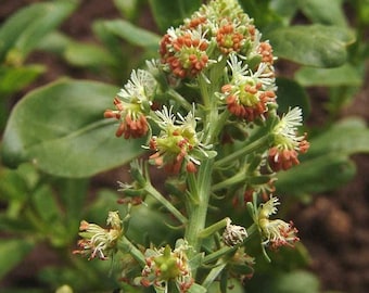 Flor de Mignonette, 2 g / 1500 Semillas, Reseda Odorata, Libre de OGM