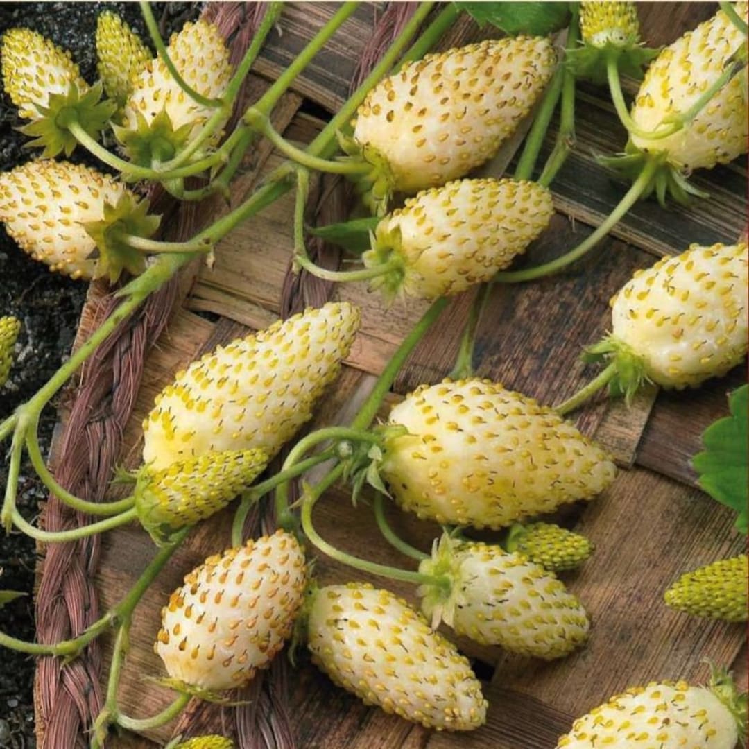 200 Semi Di Fragole Gialle - Fragaria Vesca - Frutti Dolcissimi E Profumati, Da Giardino O Vaso - Foto 3