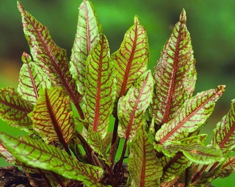 Bloody Dock Sorrel, 0.2 g / 50 seeds, Rumex sanguineus, non GMO