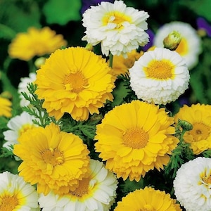 Garland Daisy Chop-Suey Greens Flowers Mix, 1g / 300 Seeds, Chrysanthemum Coronarium, GMO FREE