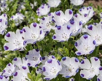 Fivespot 0 5 G 150 Seeds Nemophila Maculata Non Gmo Etsy