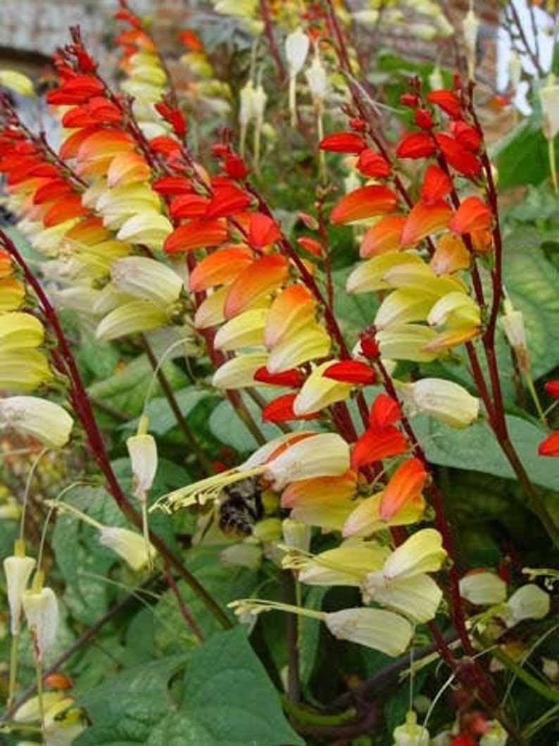 Firecracker Vine Flower Mina Lobata Exotic Love Spanish Flag, non GMO, 6 seeds image 1