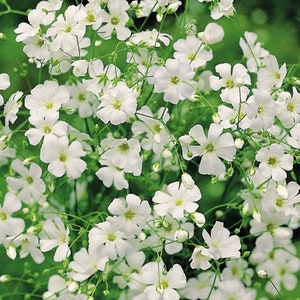 Creeping Baby's Breath Flower (Gypsophila), alpine gypsophila White - GMO Free - Seeds